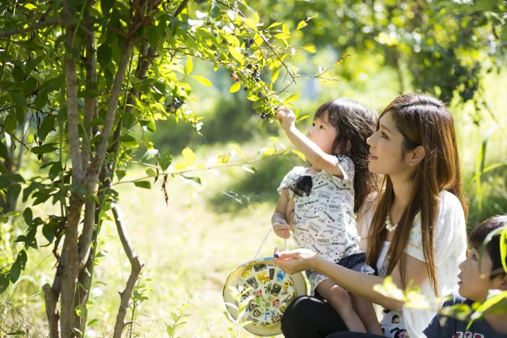 ブルーベリー園