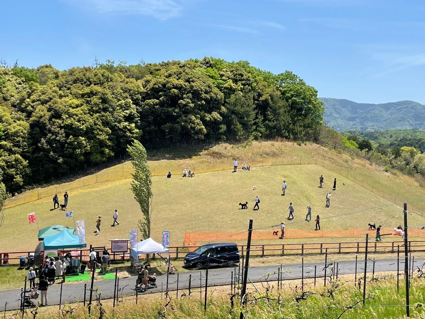 賑わうドッグランの様子