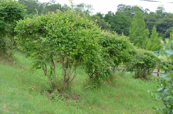 ブルーベリーの木