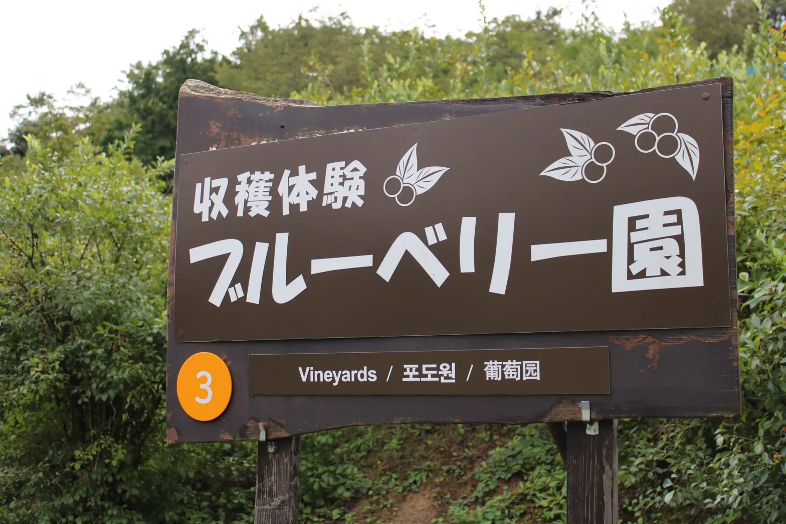 ブルーベリー園の看板