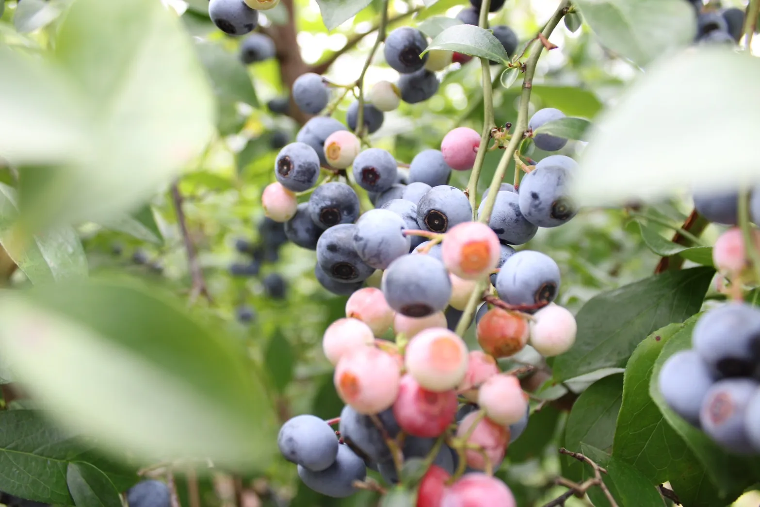 ブルーベリーの写真