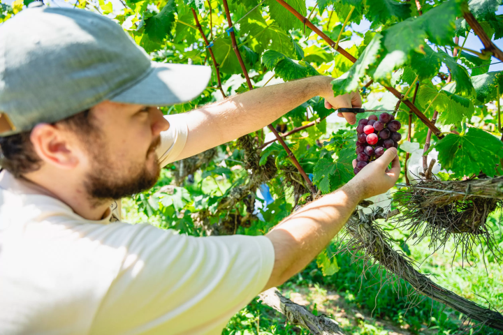 参加者がブドウ狩りをす楽しむ様子