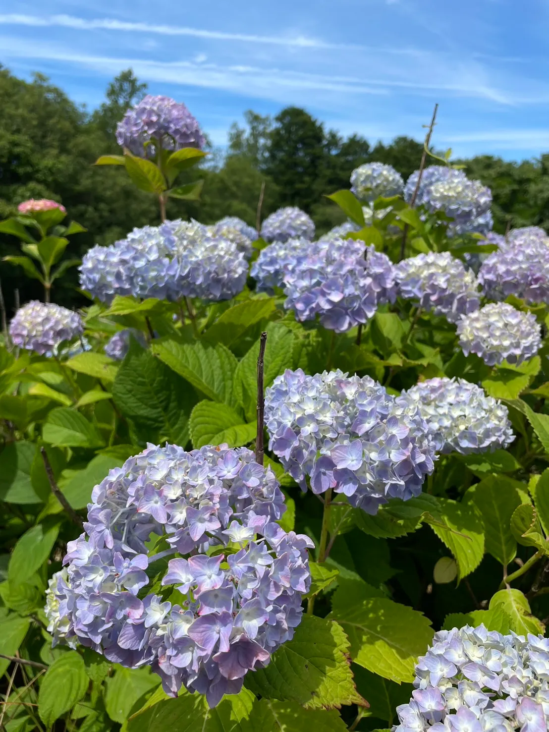 アジサイの写真