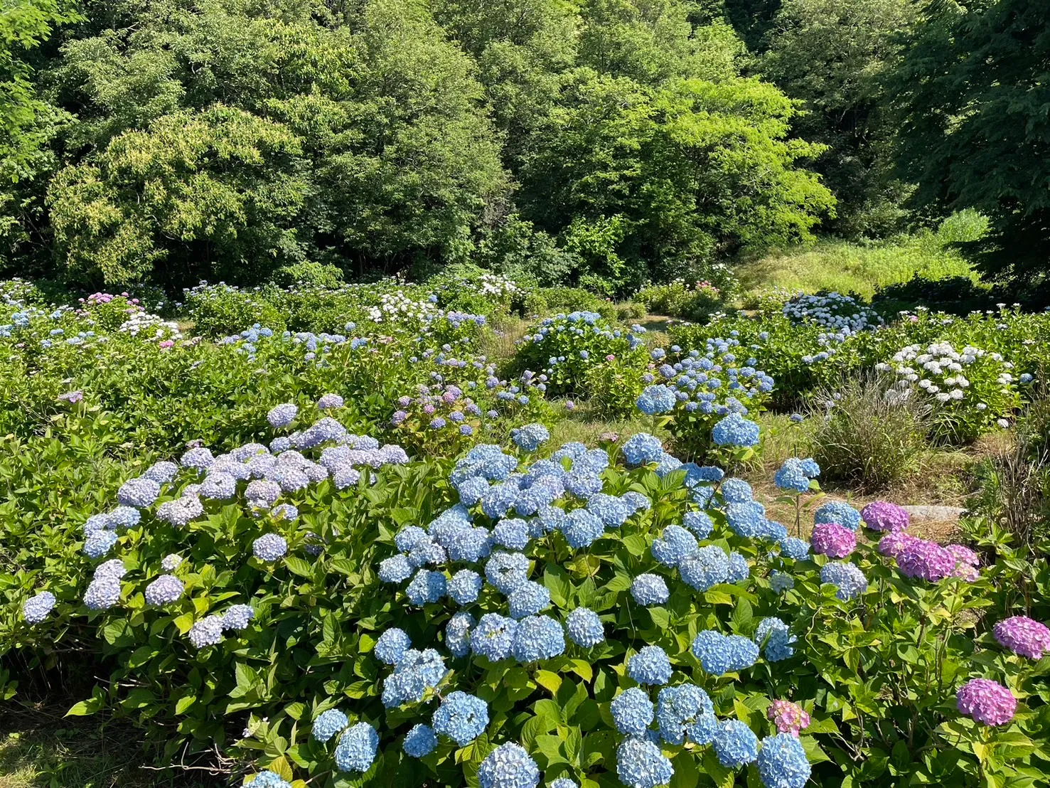 アジサイの写真