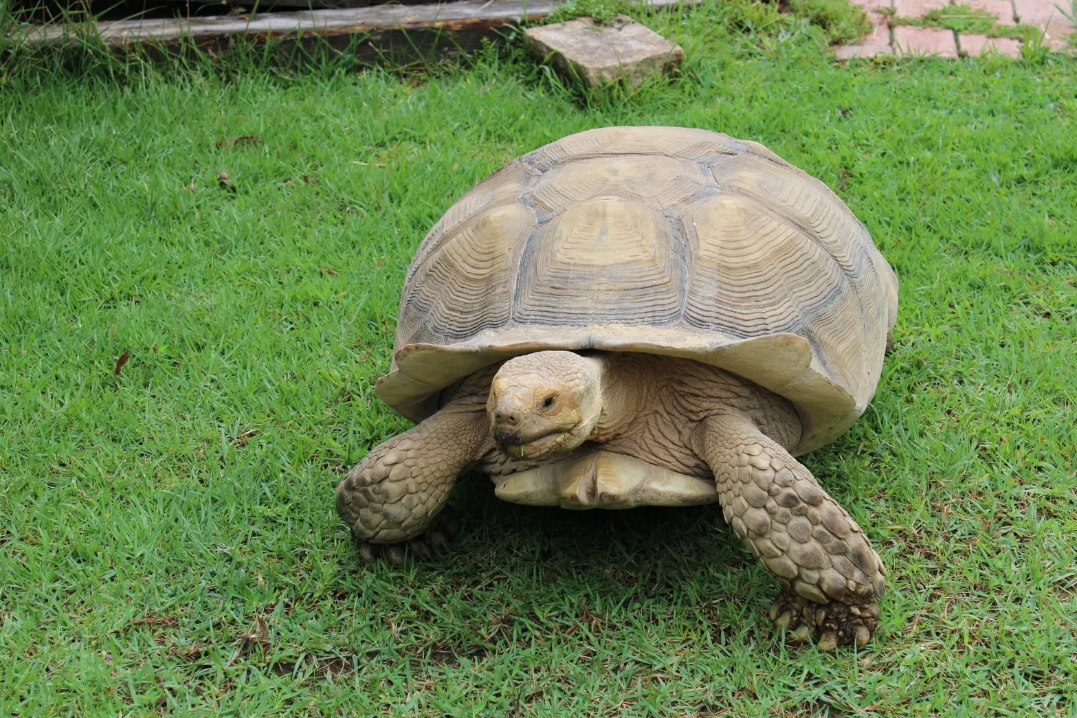 リクガメが歩く様子