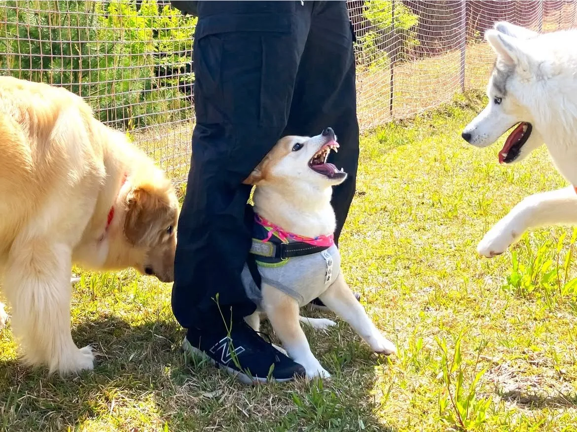 ドッグランでの犬たちの様子